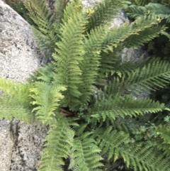 Polystichum proliferum at Bimberi, NSW - 6 Mar 2021