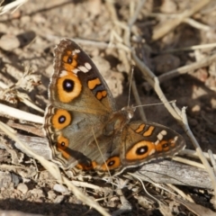 Junonia villida (Meadow Argus) at Michelago, NSW - 2 Dec 2020 by Illilanga