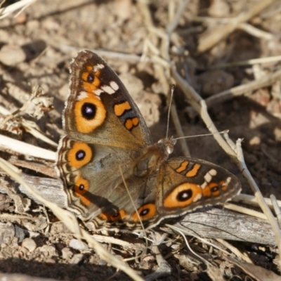 Junonia villida (Meadow Argus) at Michelago, NSW - 2 Dec 2020 by Illilanga