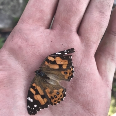 Vanessa kershawi (Australian Painted Lady) at Bimberi, NSW - 6 Mar 2021 by Tapirlord