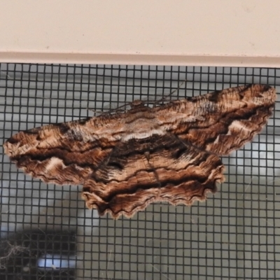 Scioglyptis lyciaria (White-patch Bark Moth) at Wanniassa, ACT - 12 Mar 2021 by JohnBundock