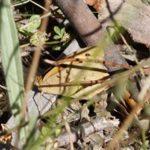 Heteronympha merope at Michelago, NSW - 30 Nov 2020