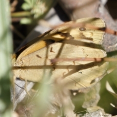 Heteronympha merope at Michelago, NSW - 30 Nov 2020