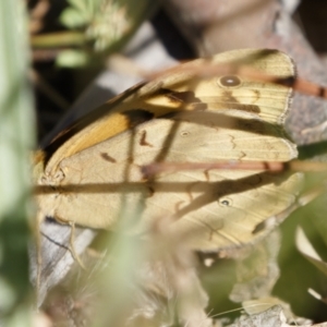 Heteronympha merope at Michelago, NSW - 30 Nov 2020