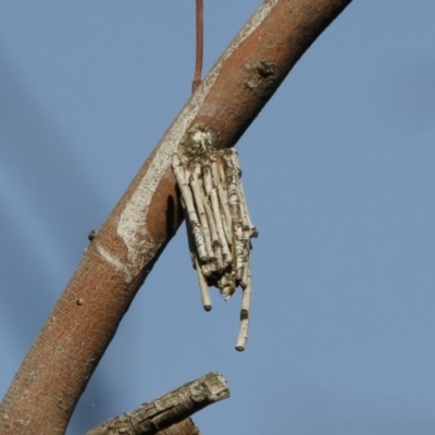 Clania ignobilis (Faggot Case Moth) at Michelago, NSW - 20 Nov 2020 by Illilanga