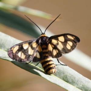 Amata (genus) at Michelago, NSW - 31 Jan 2021 08:36 AM