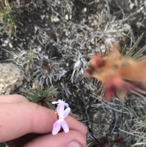 Stylidium montanum at Cotter River, ACT - 6 Mar 2021