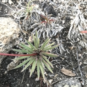 Stylidium montanum at Cotter River, ACT - 6 Mar 2021