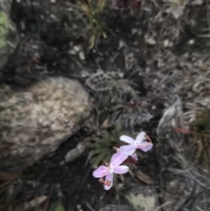 Stylidium montanum at Cotter River, ACT - 6 Mar 2021