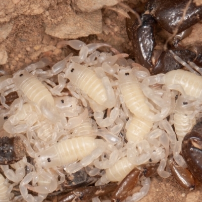 Urodacus manicatus (Black Rock Scorpion) at Mulligans Flat - 11 Mar 2021 by rawshorty