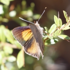 Paralucia pyrodiscus at Michelago, NSW - suppressed
