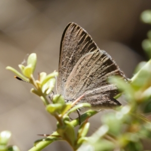 Paralucia pyrodiscus at Michelago, NSW - suppressed
