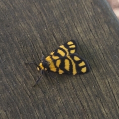 Asura lydia (Lydia Lichen Moth) at Michelago, NSW - 6 Mar 2021 by Illilanga