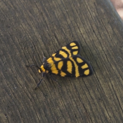 Asura lydia (Lydia Lichen Moth) at Michelago, NSW - 6 Mar 2021 by Illilanga