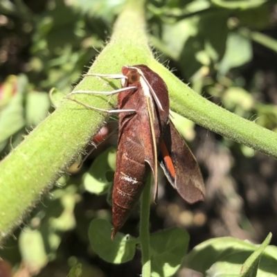 Hippotion scrofa (Coprosma Hawk Moth) at Michelago, NSW - 3 Mar 2021 by Illilanga