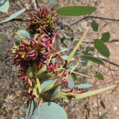 Apiomorpha munita (Four horned Gum-tree Gall) at Theodore, ACT - 12 Mar 2021 by owenh