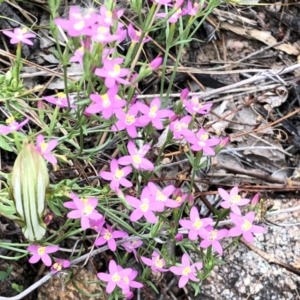 Centaurium erythraea at Booth, ACT - 11 Mar 2021 03:16 PM