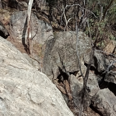 Wallabia bicolor (Swamp Wallaby) at Nail Can Hill - 12 Mar 2021 by alburycityenviros