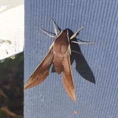 Hippotion scrofa (Coprosma Hawk Moth) at Michelago, NSW - 8 Mar 2021 by Illilanga
