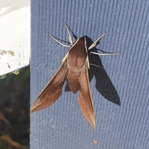 Hippotion scrofa at Michelago, NSW - 8 Mar 2021