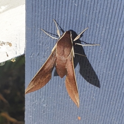 Hippotion scrofa (Coprosma Hawk Moth) at Michelago, NSW - 8 Mar 2021 by Illilanga