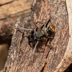 Myrmarachne luctuosa (Polyrachis Ant Mimic Spider) at Umbagong District Park - 12 Mar 2021 by Roger