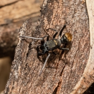 Myrmarachne luctuosa at Latham, ACT - 12 Mar 2021