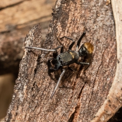 Myrmarachne luctuosa (Polyrachis Ant Mimic Spider) at Latham, ACT - 12 Mar 2021 by Roger