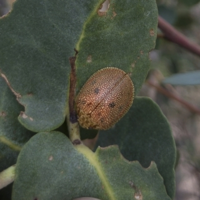 Paropsis atomaria (Eucalyptus leaf beetle) at Michelago, NSW - 27 Feb 2021 by Illilanga