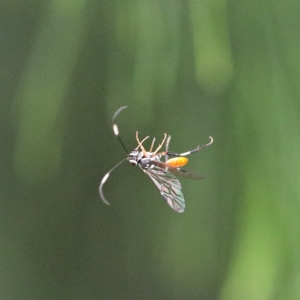 Ichneumonidae (family) at O'Connor, ACT - 12 Mar 2021