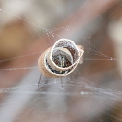 Phonognatha graeffei (Leaf Curling Spider) at O'Connor, ACT - 11 Mar 2021 by ConBoekel