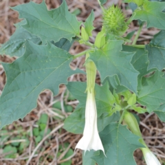 Datura stramonium (Common Thornapple) at O'Connor, ACT - 12 Mar 2021 by ConBoekel