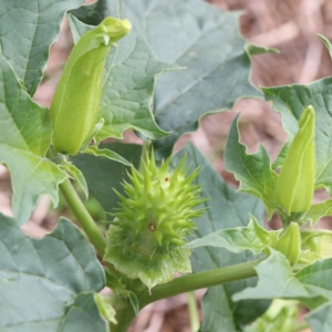 Datura stramonium at O'Connor, ACT - 12 Mar 2021