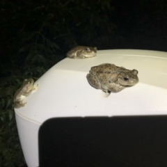 Litoria peronii (Peron's Tree Frog, Emerald Spotted Tree Frog) at Michelago, NSW - 1 Mar 2020 by Illilanga