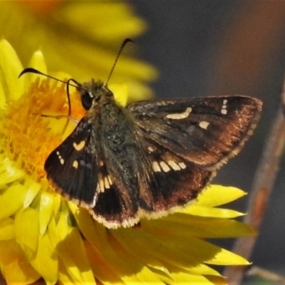 Dispar compacta (Barred Skipper) at Acton, ACT - 1 Mar 2021 by JohnBundock