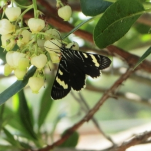 Phalaenoides glycinae at Hawker, ACT - suppressed