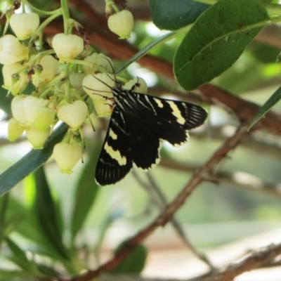 Phalaenoides glycinae (Grapevine Moth) at Hawker, ACT - 12 Mar 2021 by sangio7