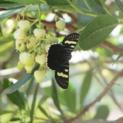 Phalaenoides glycinae at Hawker, ACT - suppressed