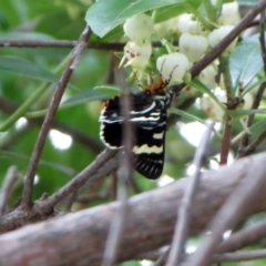 Phalaenoides glycinae at Hawker, ACT - suppressed