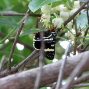 Phalaenoides glycinae at Hawker, ACT - suppressed