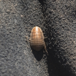 Calolampra sp. (genus) at Michelago, NSW - 19 May 2020