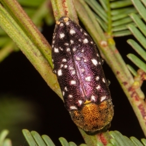 Diphucrania leucosticta at Sutton, NSW - 12 Mar 2021