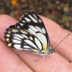 Belenois java at Michelago, NSW - 17 Oct 2020