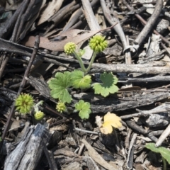 Hydrocotyle laxiflora at Michelago, NSW - 14 Nov 2020