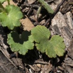 Hydrocotyle laxiflora at Michelago, NSW - 14 Nov 2020