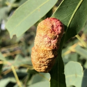 Fergusonina sp. (genus) at Aranda, ACT - 12 Mar 2021