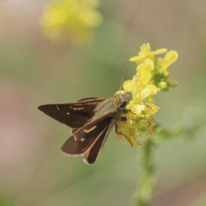 Timoconia peron at Majura, ACT - 5 Jan 2011