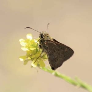 Timoconia peron at Majura, ACT - 5 Jan 2011