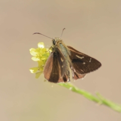 Timoconia peron at Majura, ACT - 5 Jan 2011