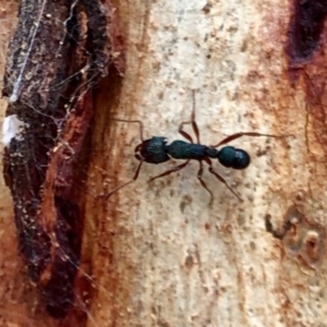 Rhytidoponera aspera at Aranda, ACT - 12 Mar 2021